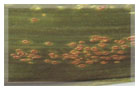 Bruine vlekkenroest (Puccinia brachypodii)
